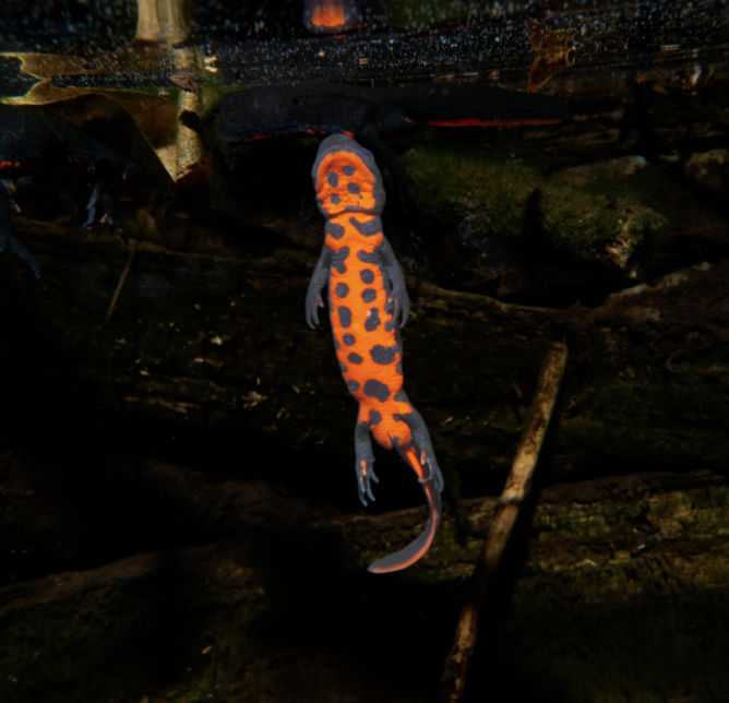 1785053980400080.png 5.png