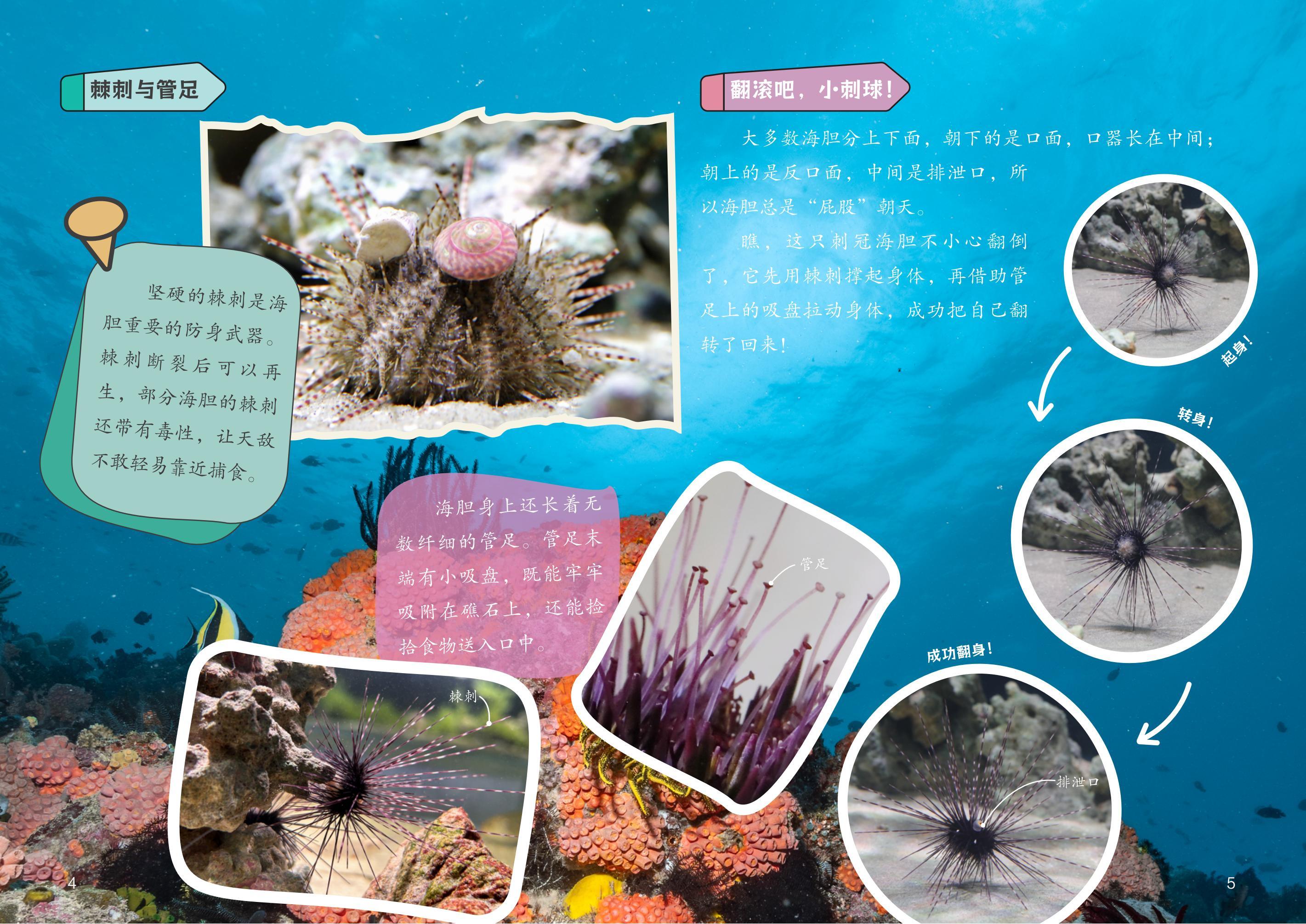 海底小刺球-终版_05.jpg